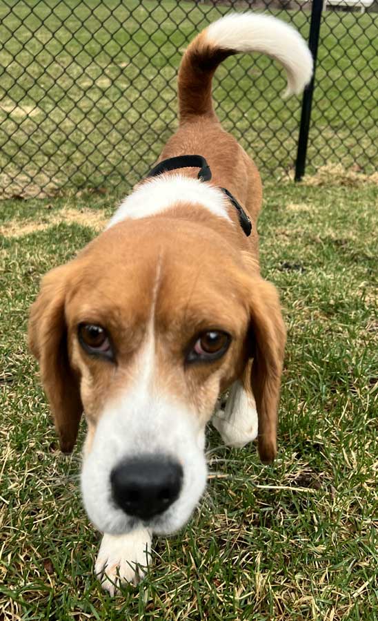 Samson the Beagle, rescued from research facility