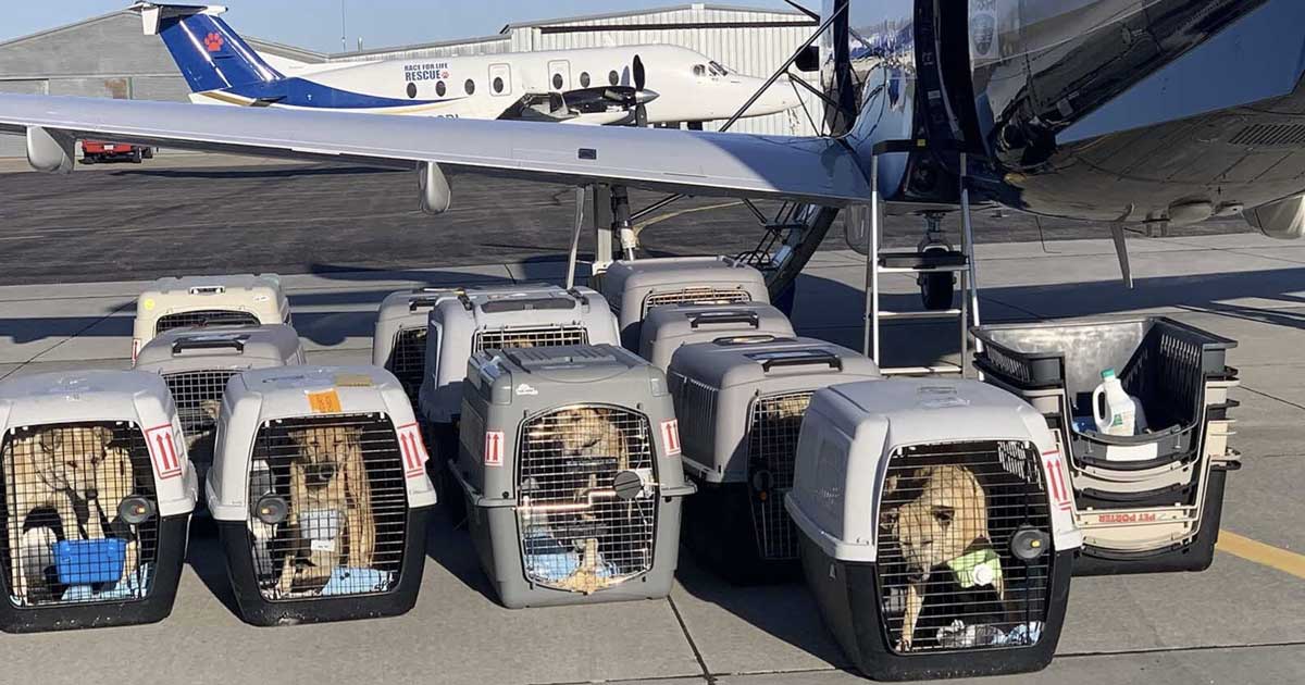 Lab Love Liberty: Beagle Rescue Mission Updates