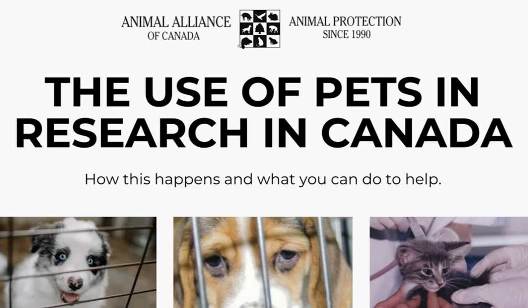 May Town Hall – Pet Dogs and Cats in Canadian Research