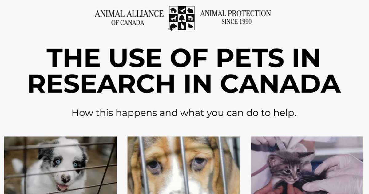 The Use of Pets in Research in Canada