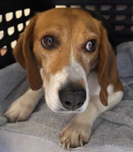 Erica the Beagle released from Canadian Testing Facility