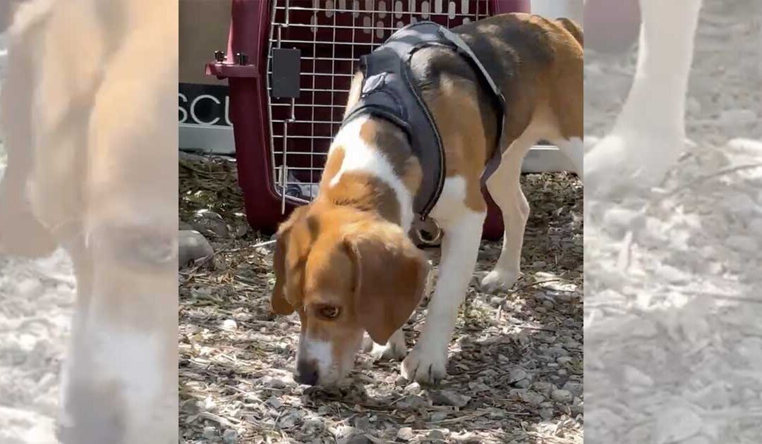 The Marvelous Margolis Rescue – May 2025