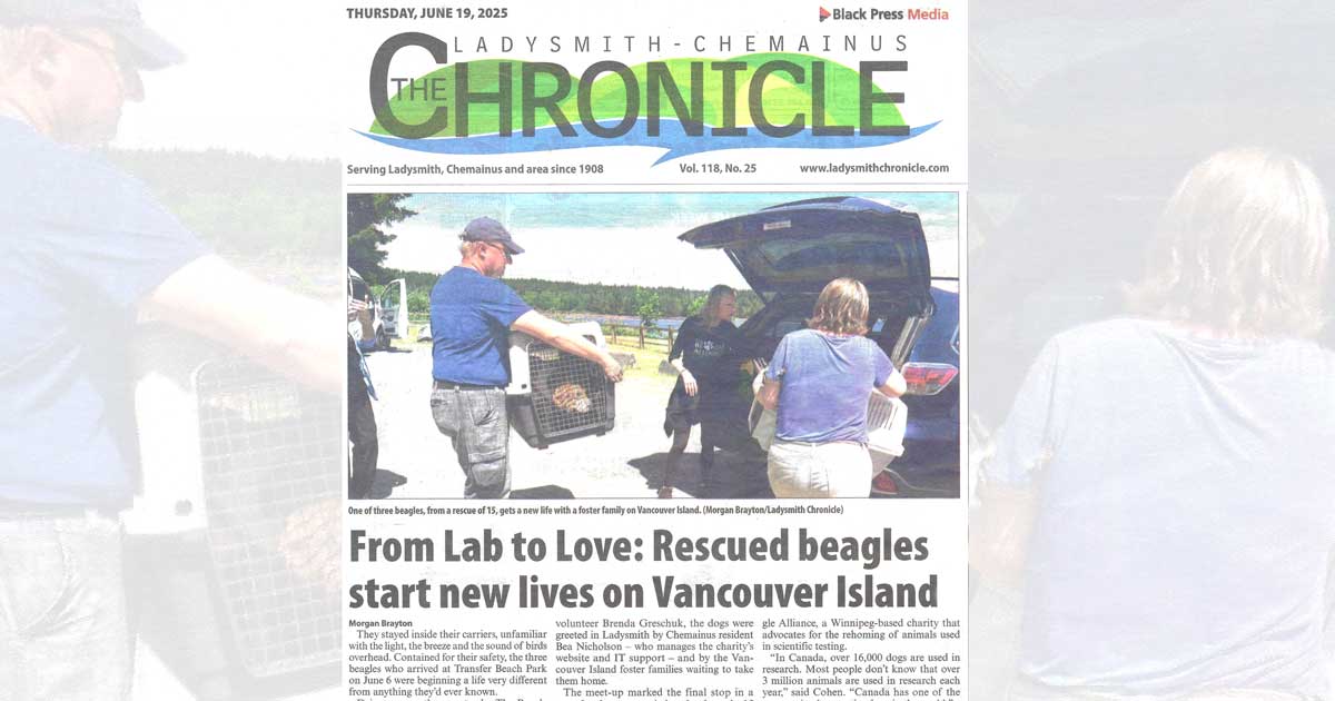 From Lab to Love: Rescued beagles start new lives on Vancouver Island