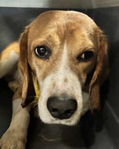 Dionne - Former Research Beagle