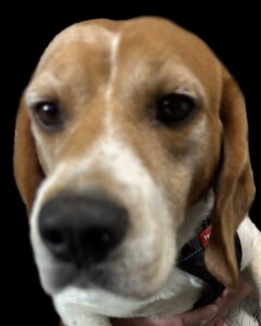 Gordy - Former Research Beagle