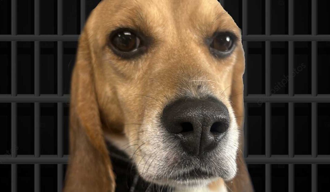Guy