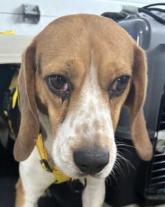 Lanny - Former Research Beagle
