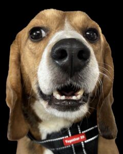Phil - Former Research Beagle