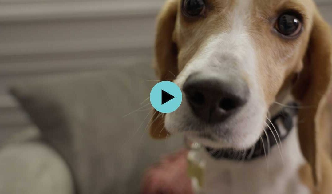 Making a Difference for Former Research Animals