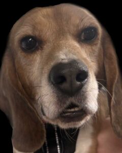 Sutter - Former Research Beagle