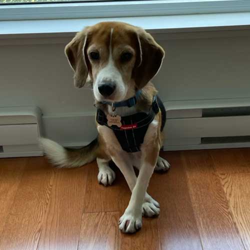 Former Research Beagle released from Canadian Testing Facility