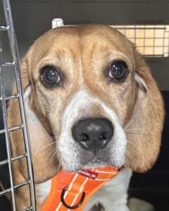 Sydney - Former Research Beagle