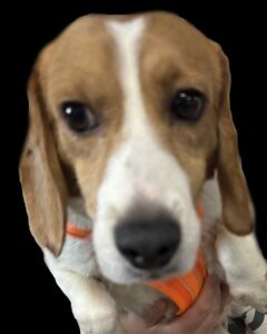 Theo - Former Research Beagle