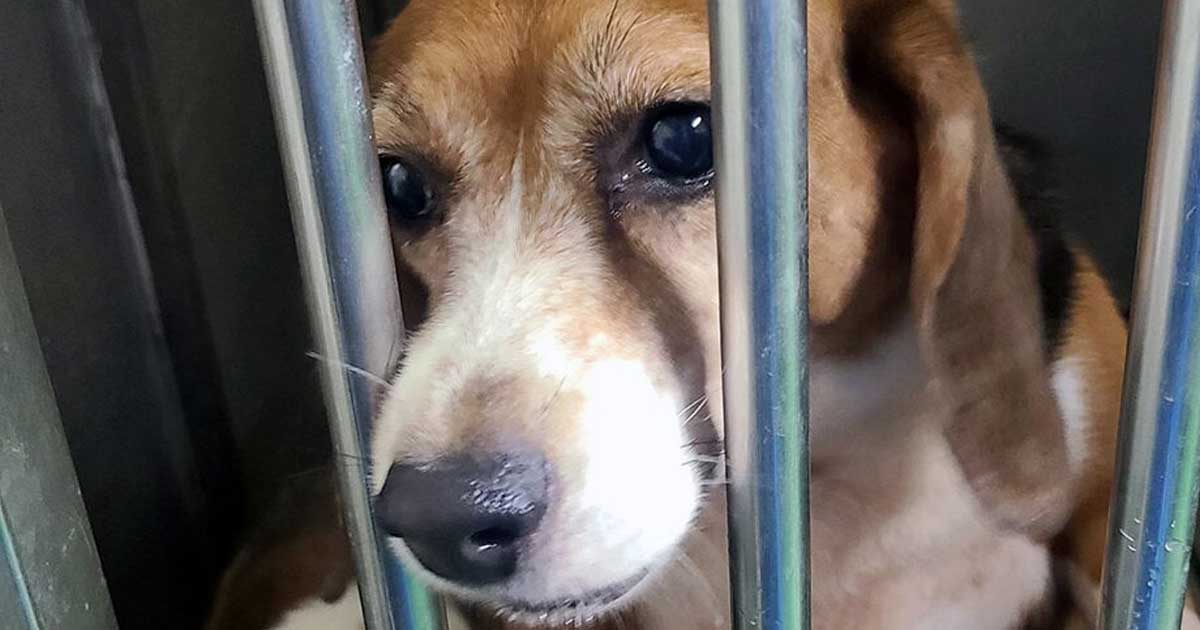 Sad beagle in a laboratory cage