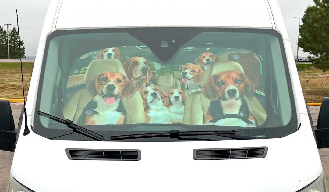 One Beagle at a Time Rescue – October 2025