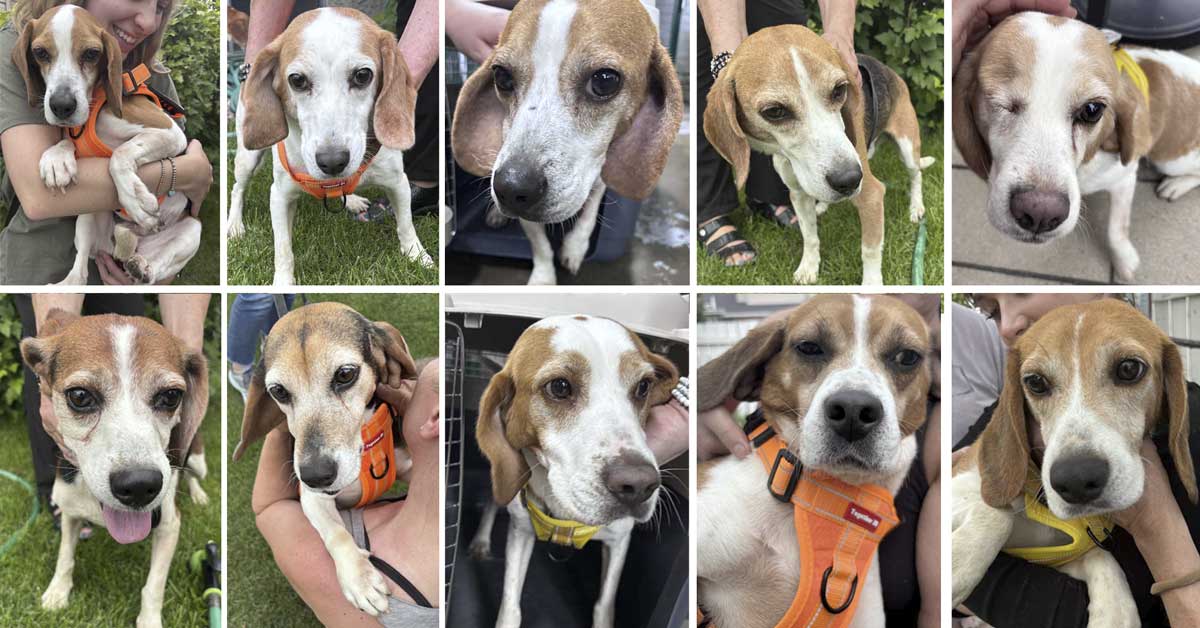 Beagles Released to Foster Homes from Canadian Vet College