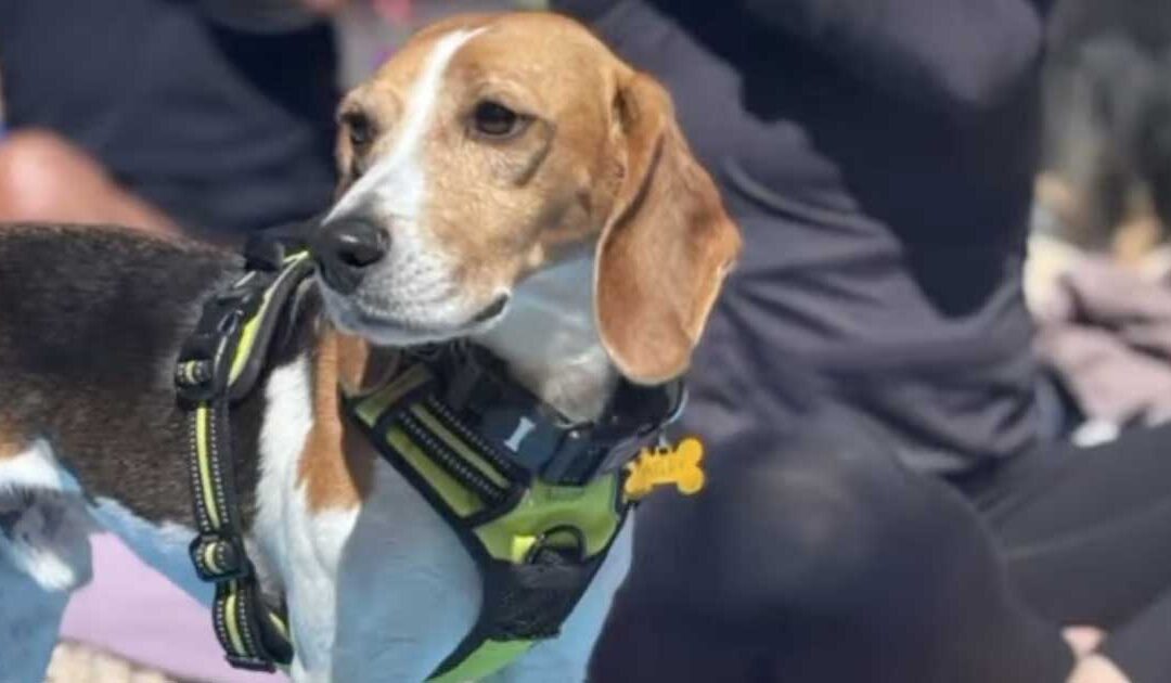 Beagle Yoga with Former Research Beagles