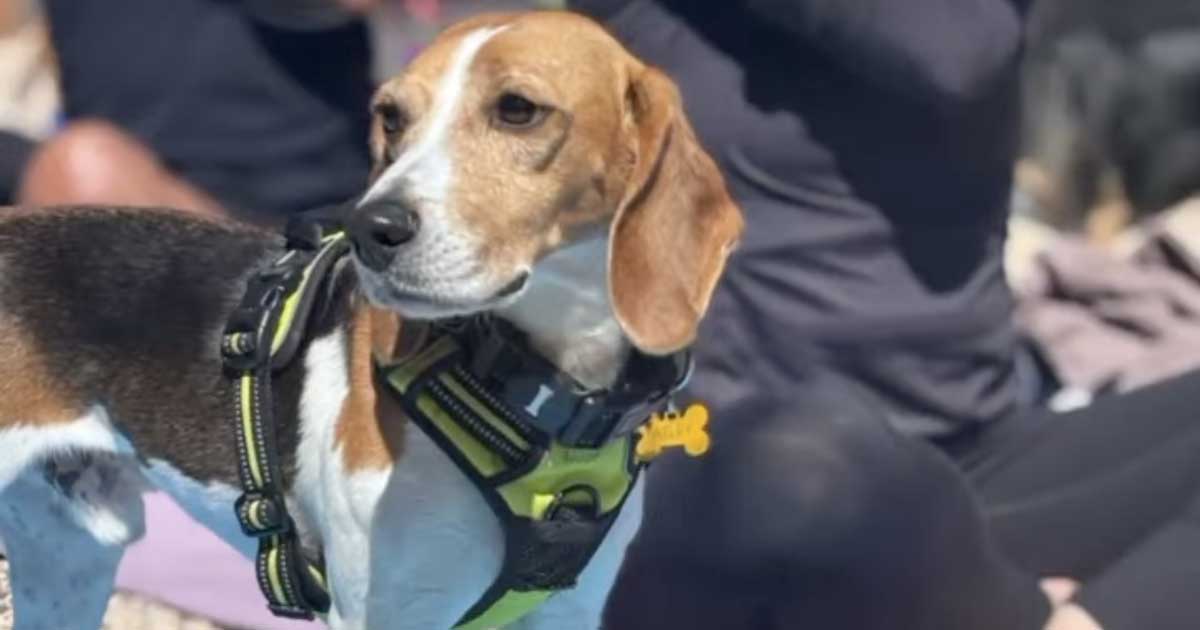 Beagle Yoga with Former Research Beagles