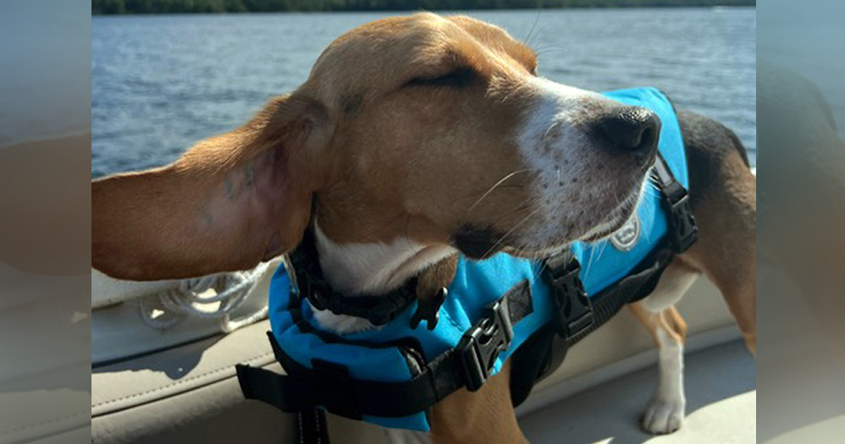 All set to rescue Ontario lab dogs, Steinbach News