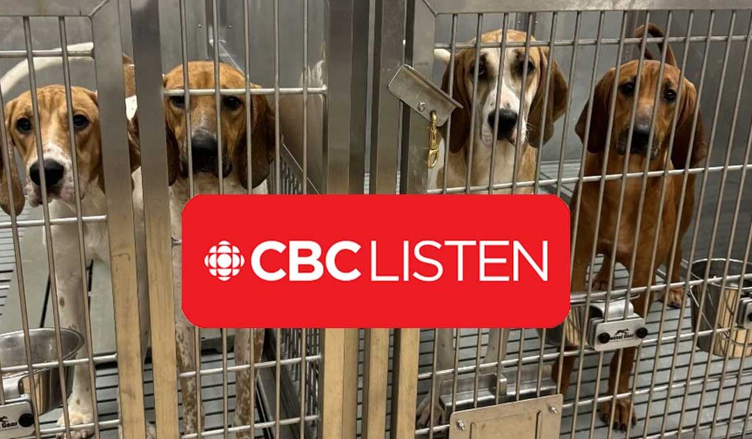 Should Canada end animal testing in medical research? CBC Radio, The Current