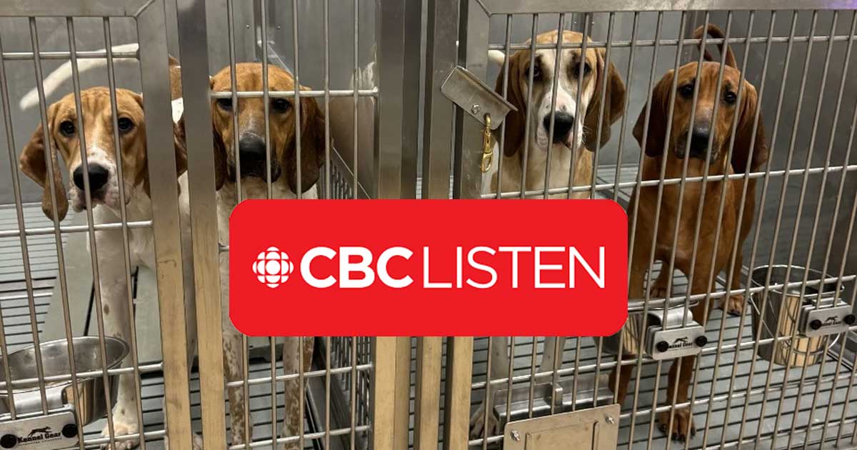 Should Canada end animal testing in medical research? CBC Radio, The Current