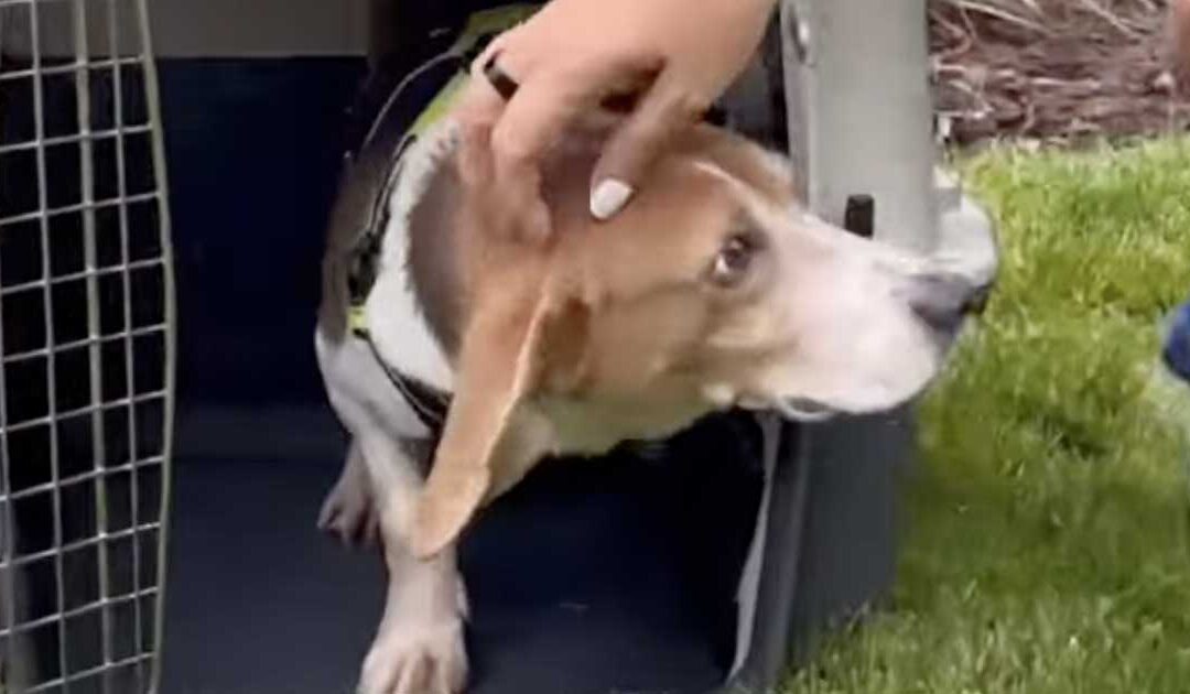 Dreams Come TRUE Rescue – Sept 2025