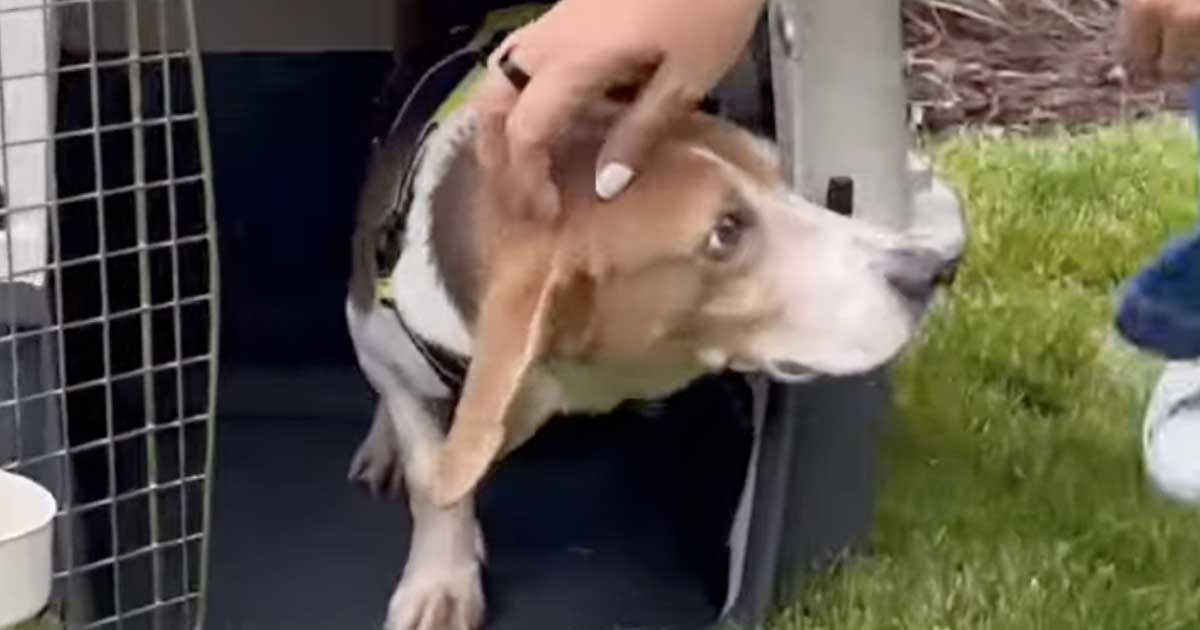 Dreams Come TRUE Rescue – Sept 2025