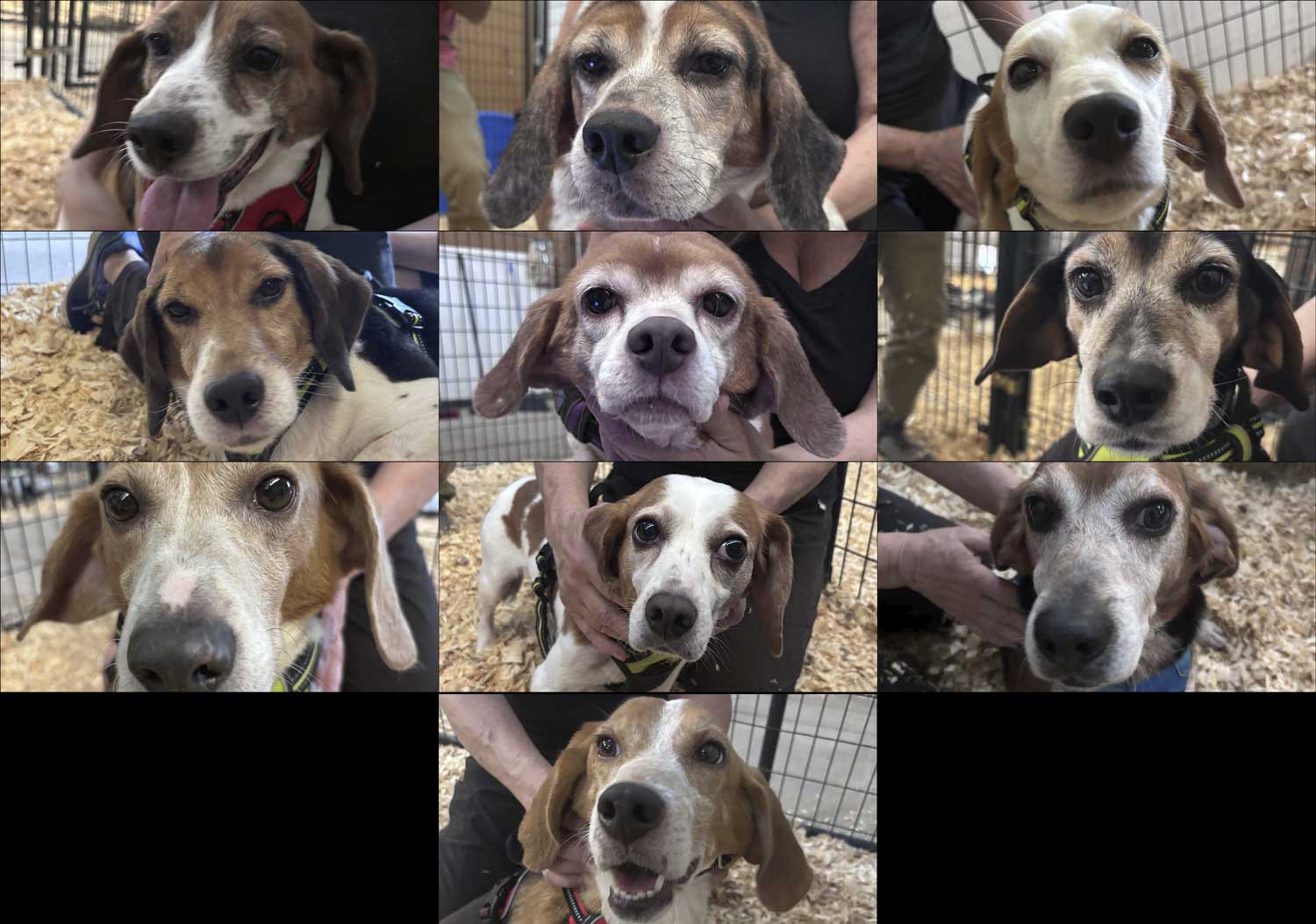 Former Research Dogs brought to freedom in the Dreams Come True Rescue 