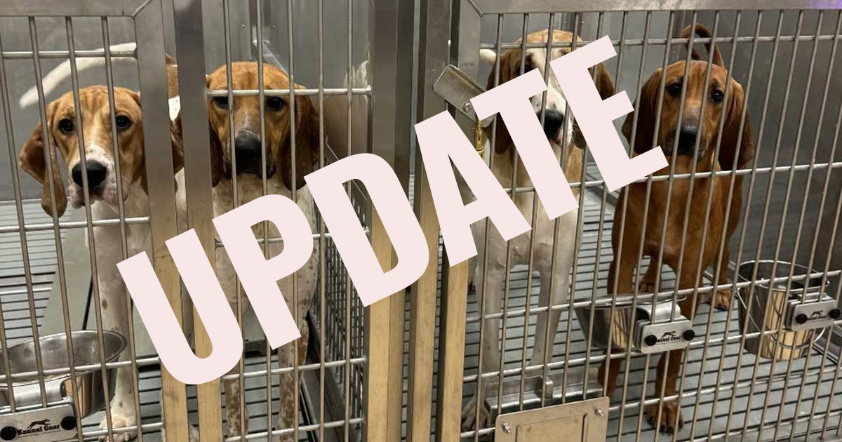 St. Joseph’s Healthcare London Ends Dog Testing