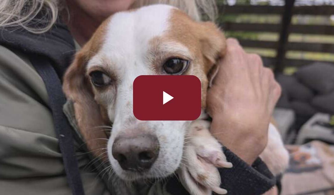 Beagles rescued from the States to enter foster care