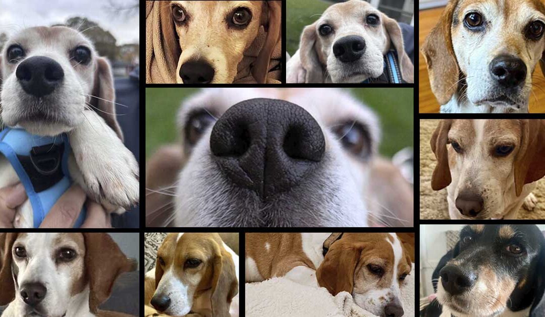 One Beagle at a Time Rescue – October 2025