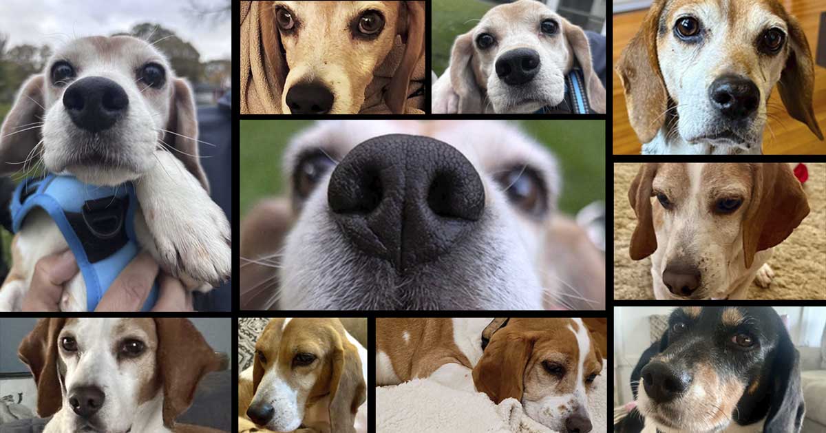 One Beagle at a Time Rescue – October 2025