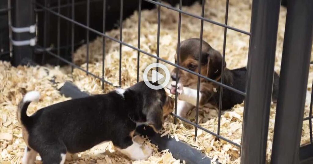 Two beagle puppies in crates. Rescue coalition prepared to step in at Dane County dog breeder