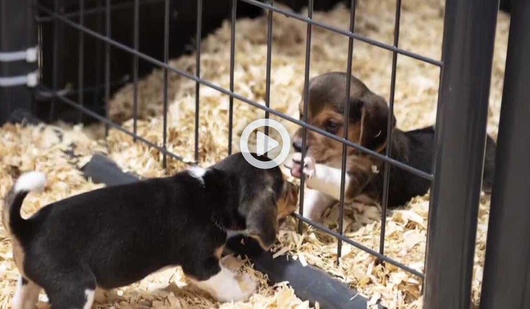 Dog breeder Ridglan Farms – Investigations Continue