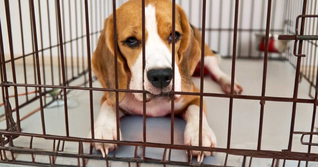 beagles sacrified in lab testing