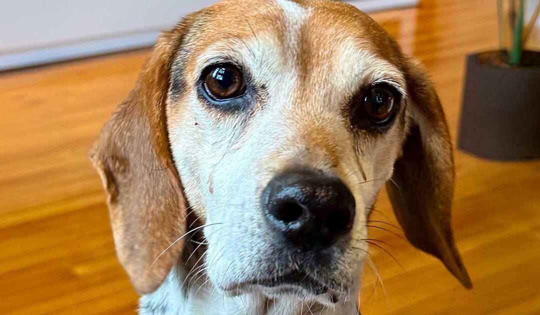 Mack