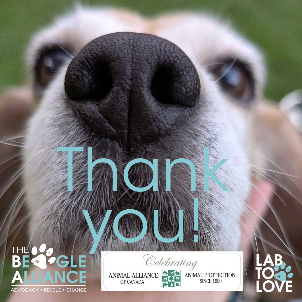 Grateful to Animal Alliance of Canada