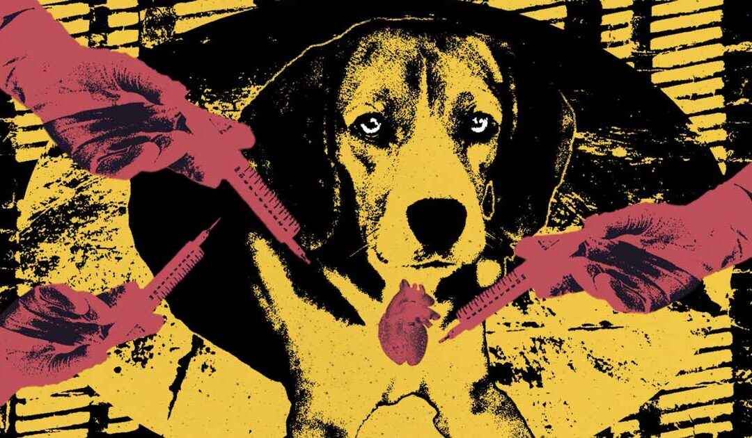 Beagles: Research subjects or man’s best friends?