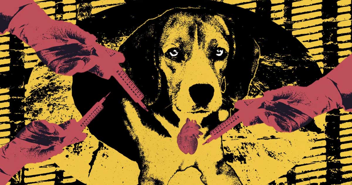 Beagles: Research subjects or man’s best friends?
