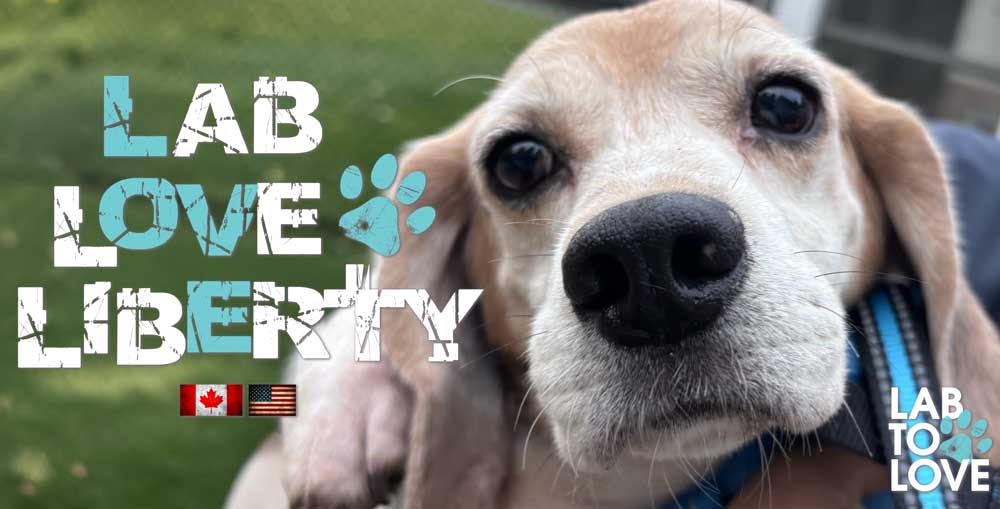 Former Research Beagle London goes from LAB to LOVE