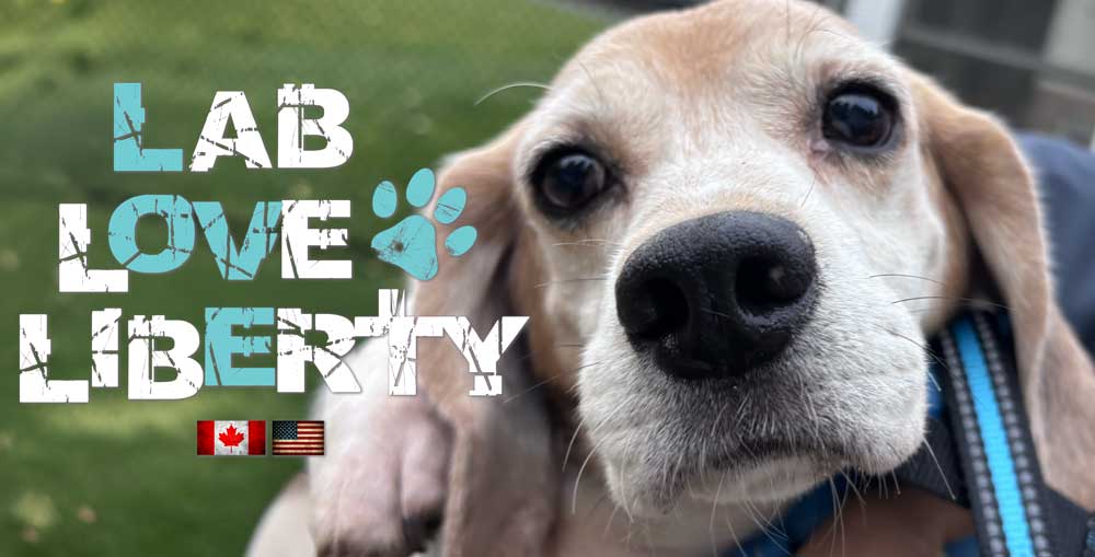 overlay-London-2834-blue-white London Former Research Beagle