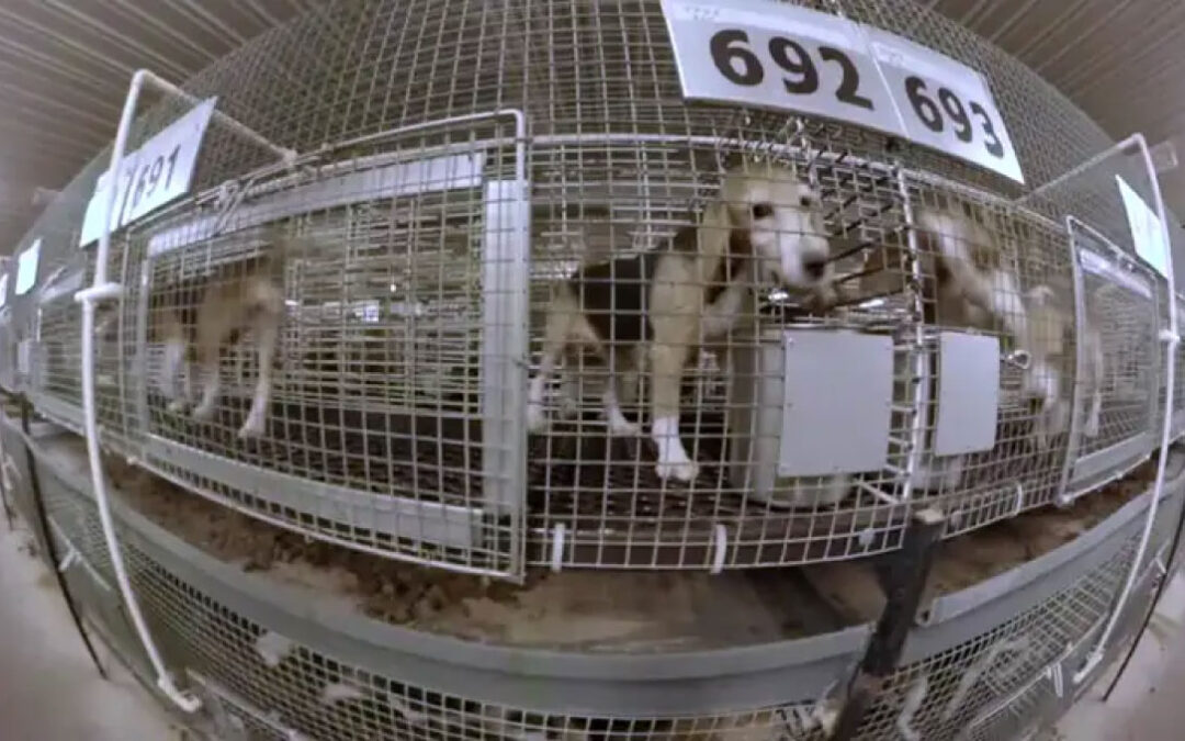 Ridglan Farm: Giving Up Breeding License