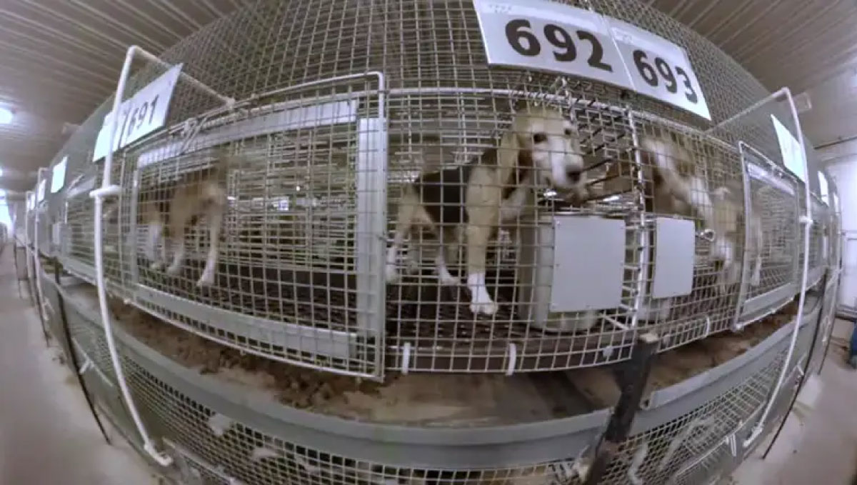 Former research beagles arrive in Canada Airdrie yard becomes gateway to freedom for 14 rescued beagles