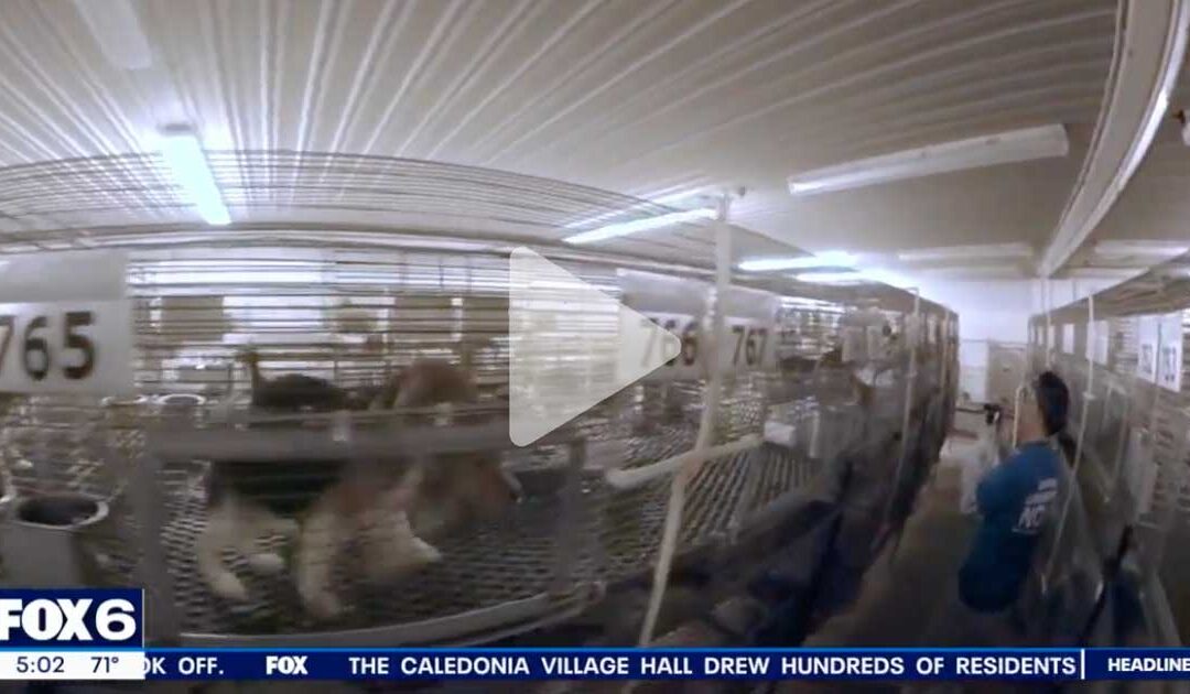 Ridglan Farm Manager Veterinary License Suspended