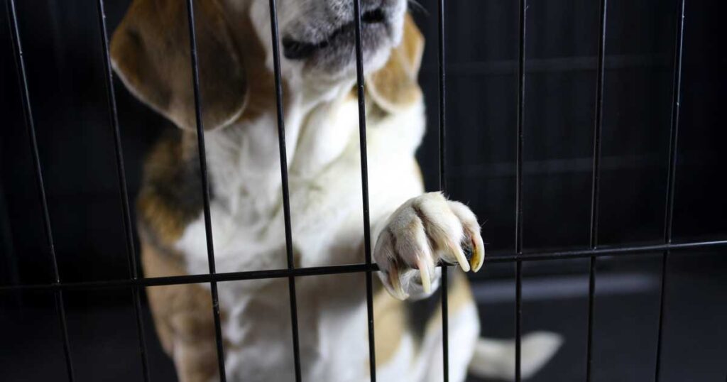 beagle waiting in cage in laboratory testing facility