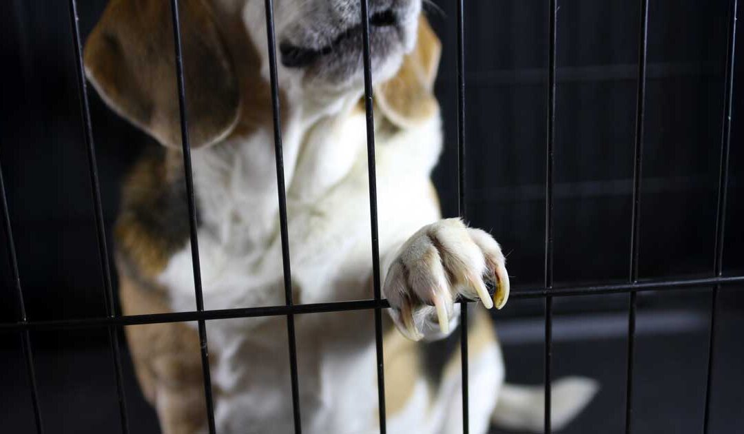 Ending Invasive Testing on Dogs and Cats in Ontario