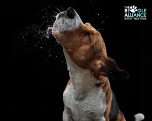 Beagle E-Card Beagle shaking and water drops flying