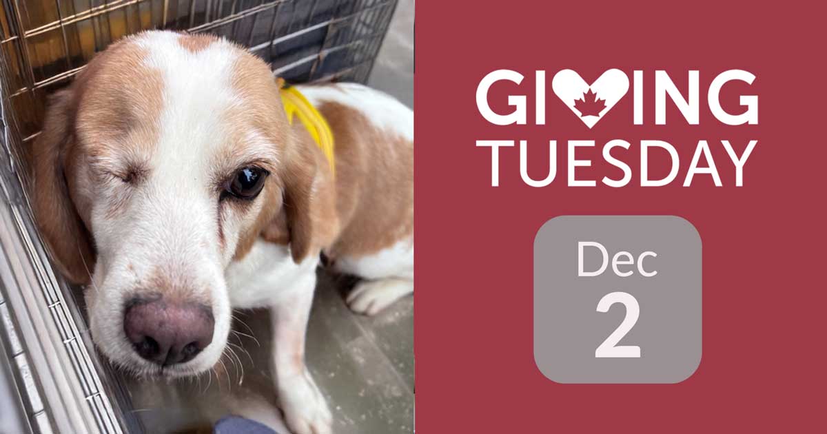 Jane Former Research Beagle