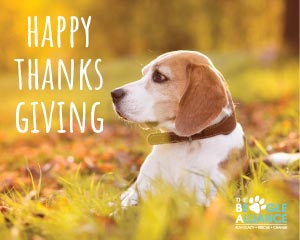 Happy Thanksgiving E-Card Happy Thanksgiving E-Card