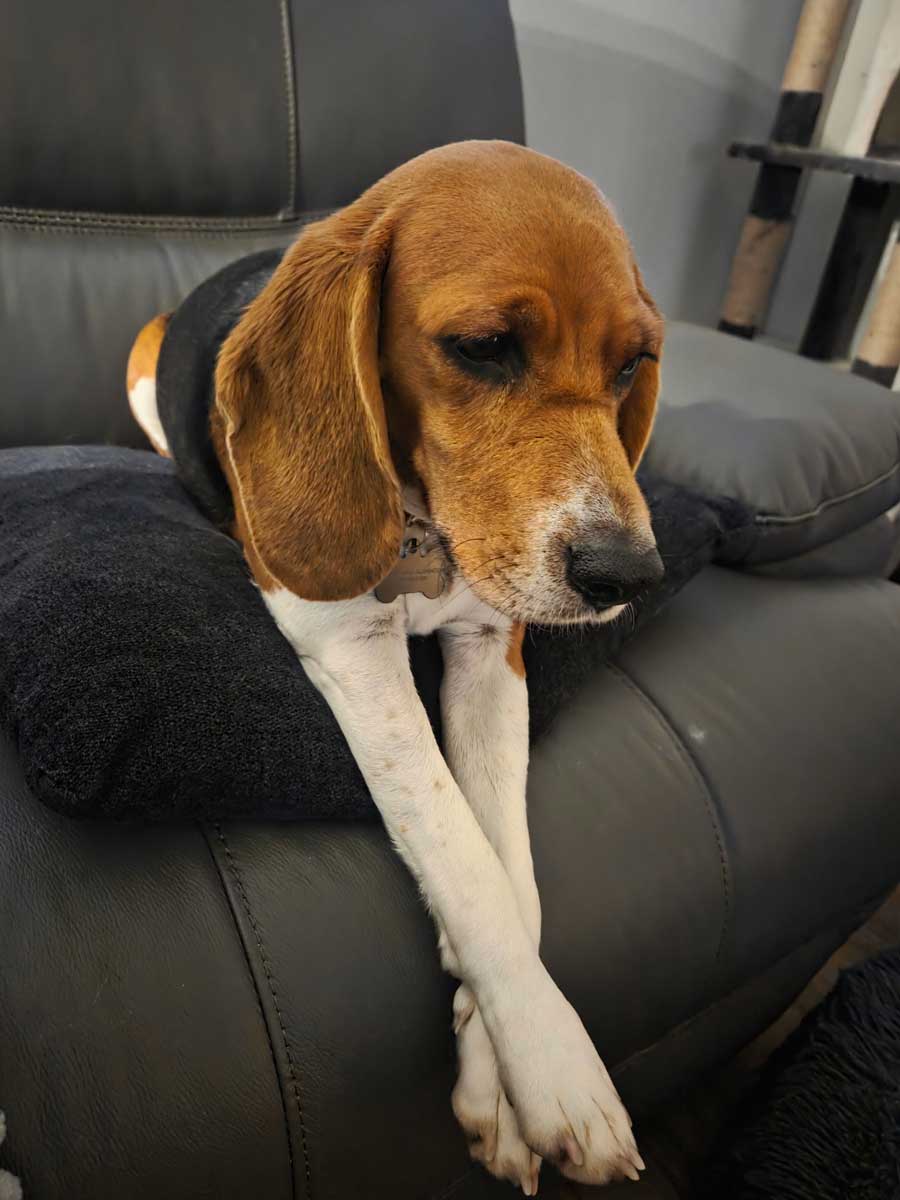 Sadie the Beagle Sadie the Beagle